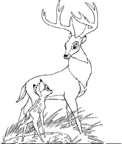 coloriage le roi des cerfs regarde bambi